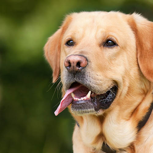  un chiot soin pharmacie Copernic